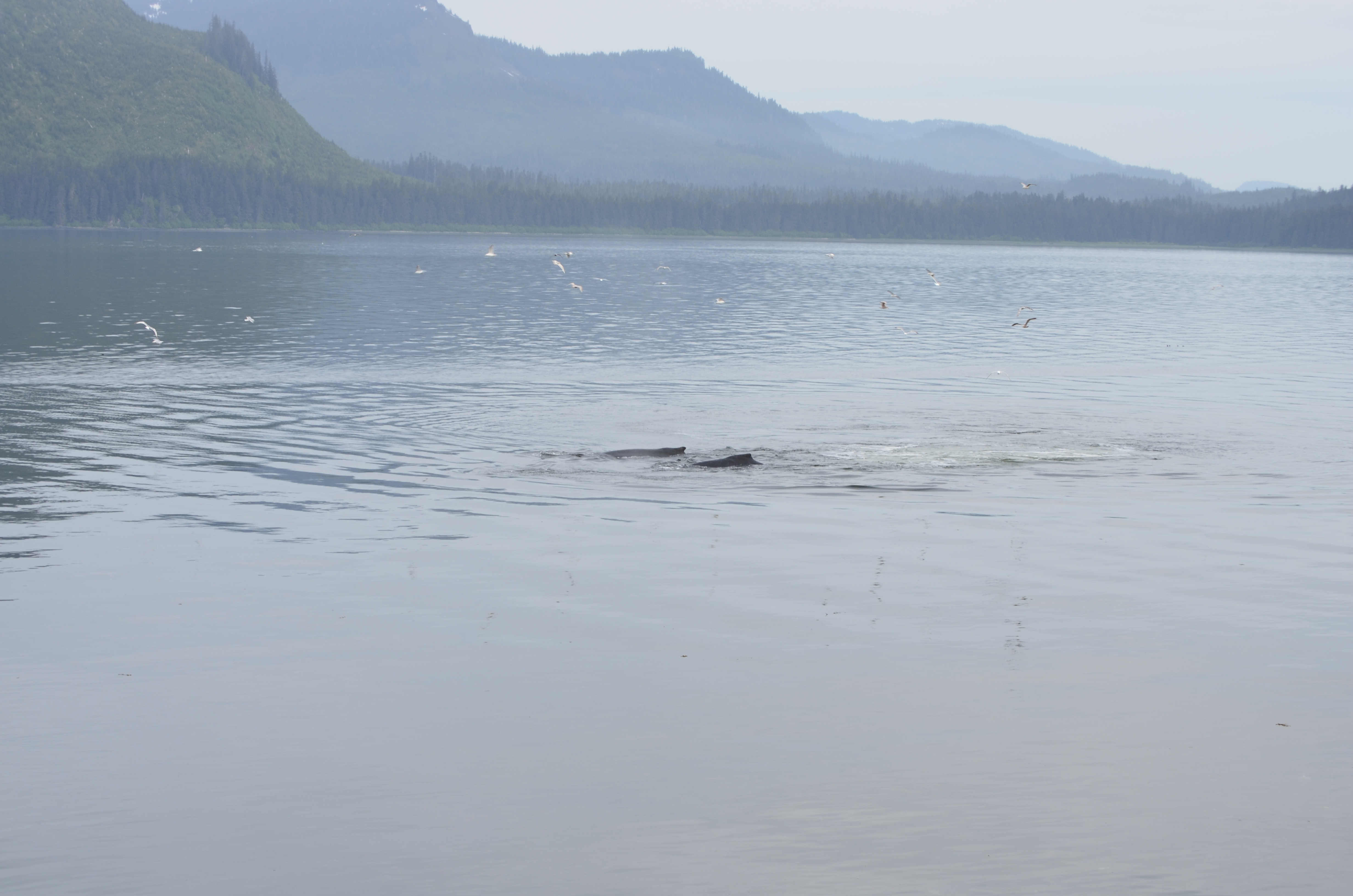 ./2017/08 - Alaska Cruise/10 - Icy Strait Point/DSC_0187.JPG